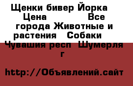 Щенки бивер Йорка  › Цена ­ 30 000 - Все города Животные и растения » Собаки   . Чувашия респ.,Шумерля г.